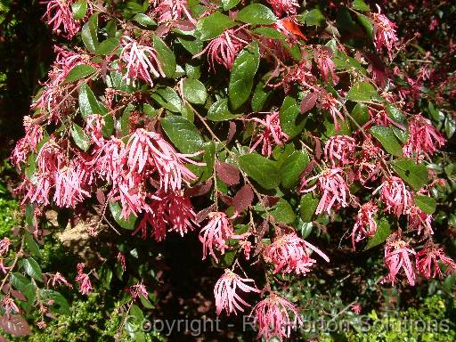 Loropetalum Pink 